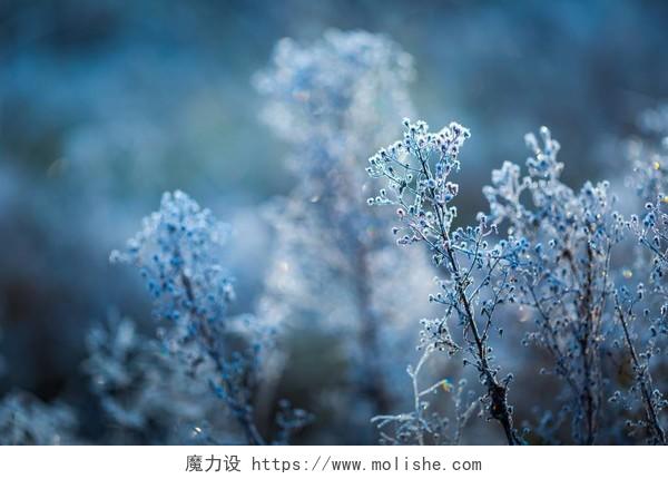 有白色瑞姆的植物。寒冷的冬季或秋秋天和植物上的霜冻二十四节气立冬小雪大雪冬至小寒大寒霜降